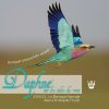 Daphné sur les Ailes du Vents